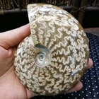 Natural Madagascar White Jasper Fossil Conch Stone Petrified Stone For Art Decoration