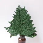 Wedding Table Centerpieces Arachniodes Plant Table Decor Dried Preserved Fern Leaf