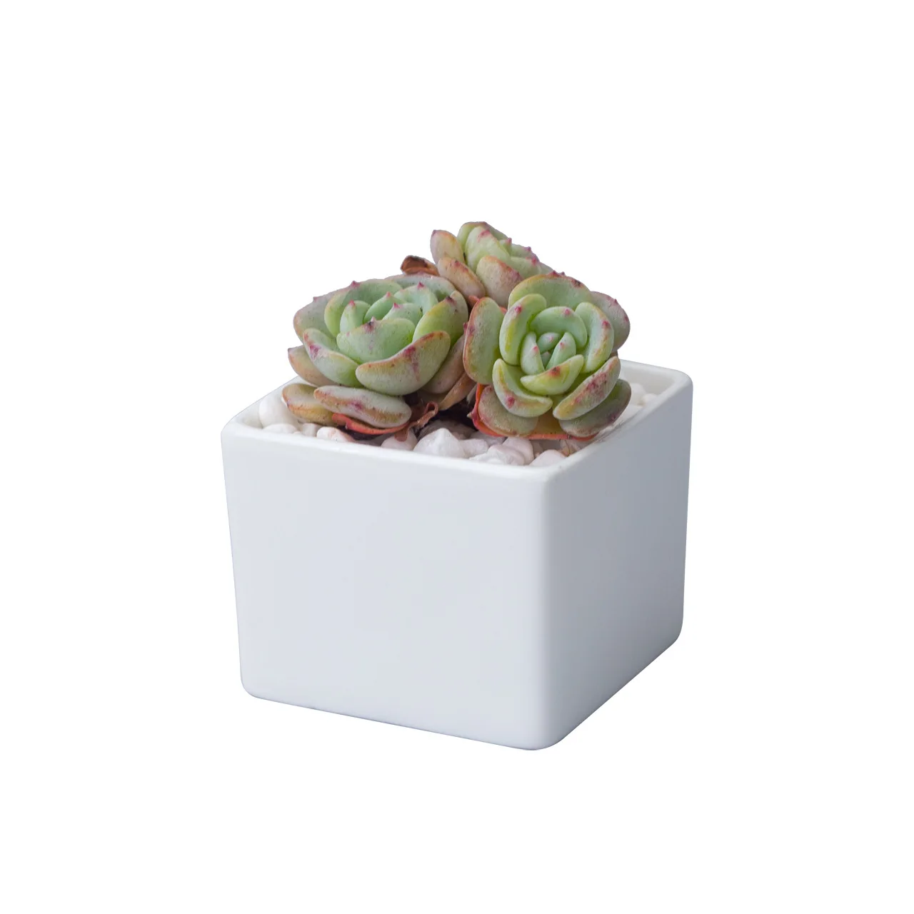 Simple white creative mini desktop potted flowerpot small straight square ceramic succulent flowerpot wholesale
Simple white creative mini desktop potted flowerpot small straight square ceramic succulent flowerpot wholesale