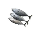 bonito fish good quality for bait tuna fish small size 150-300g wholesale cheap