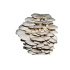 Food grade edible dried cap fungus natural oyster mushroom oyster mushroom sticks