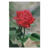 oem manufacturer wall paneling rose flower oil painting on canvas