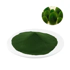 Natural Chlorella Powder Chlorella Vulgaris Powder in Bulk