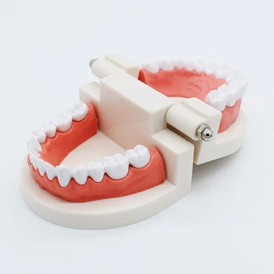 Dental Teaching Model (3).jpg