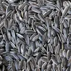 new crop 2019 chinese sunflower seeds 601