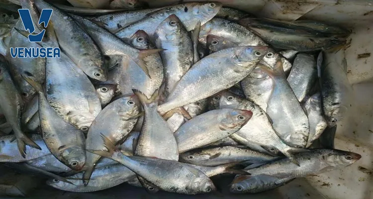 new landing frozen hilsha fish gizzard fish