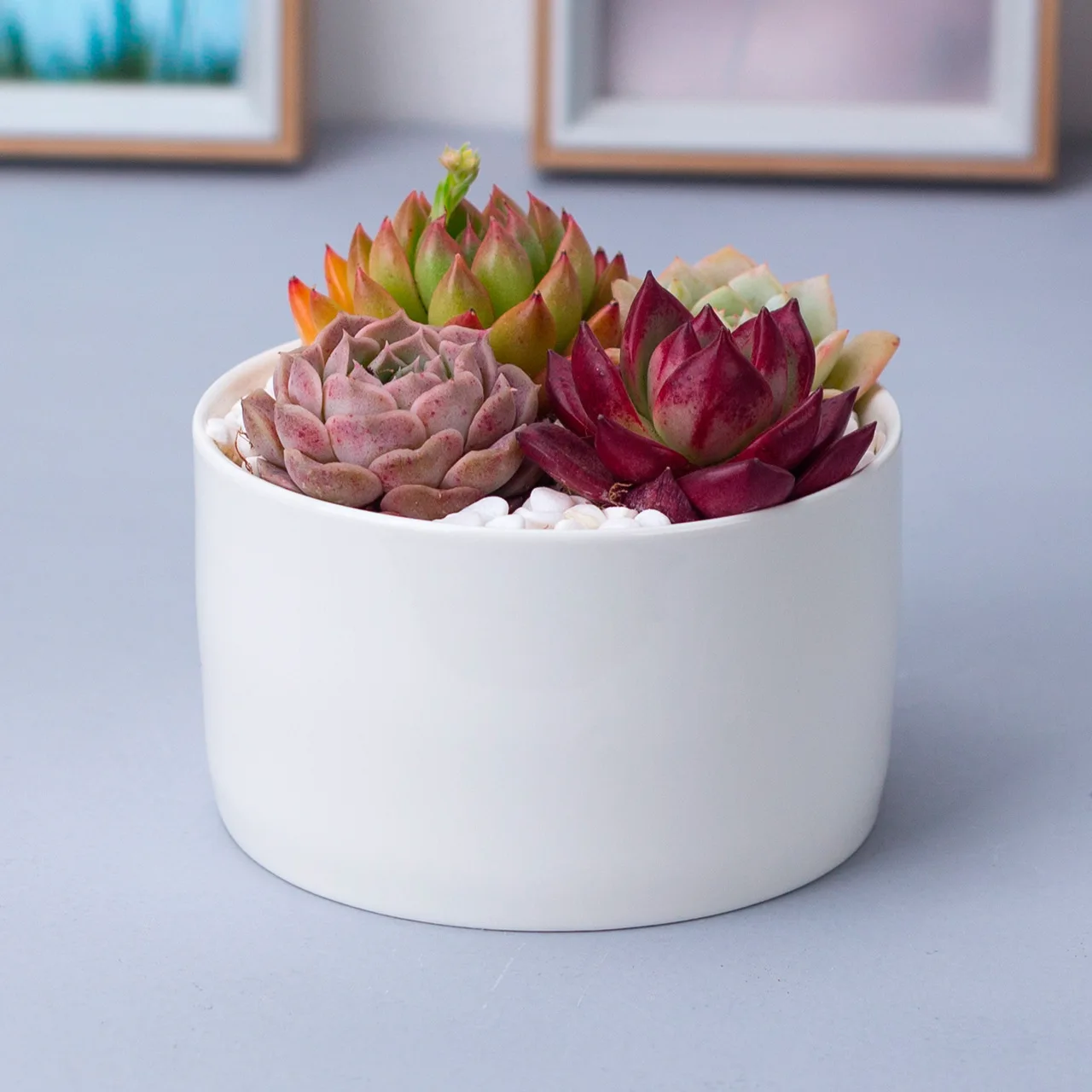 concrete clay home garden wholesale flower pots molds cheap samll mini ceramic flower pots indoor wholesale, White
concrete clay home garden wholesale flower pots molds cheap samll mini ceramic flower pots indoor wholesale, White