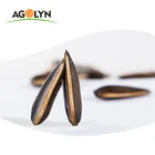 AGOLYN Big Size High Quality Sunflower Seeds