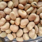 high quality dry Broad Bean fava bean faba bean