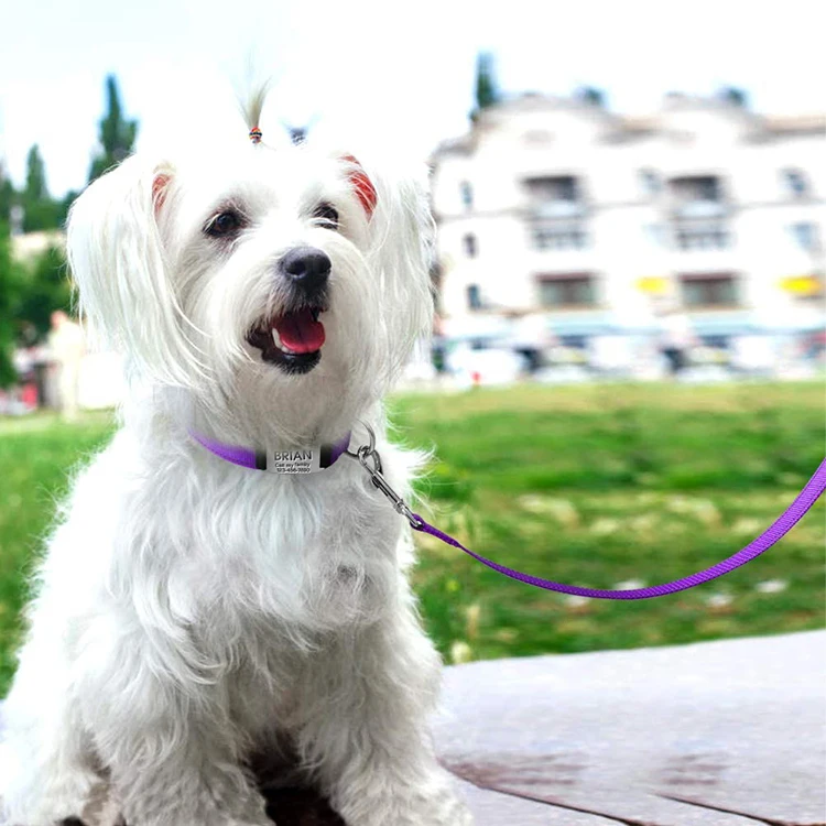 Pet Supply Slip Leads Kennel Leads With O Ring For Dog Pet Animal Control Grooming Shelter Rescues Vet Veterinarian Doggy, Customized color
Pet Supply Slip Leads Kennel Leads With O Ring For Dog Pet Animal Control Grooming Shelter Rescues Vet Veterinarian Doggy, Customized color