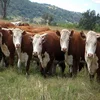 /product-detail/livestock-and-jersey-heifers-cattle-for-sale-62427681959.html