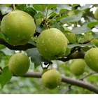 wholesale fruit prices pears pears in kitchen apple and pear