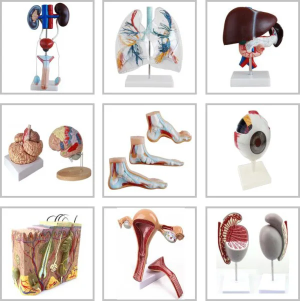 anatomical model.jpg