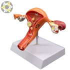 Soft Pvc Female Internal Genital Organs Uterus Anatomical Model For teaching