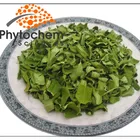bulk wholesale tea african moringa powder in gujarati
