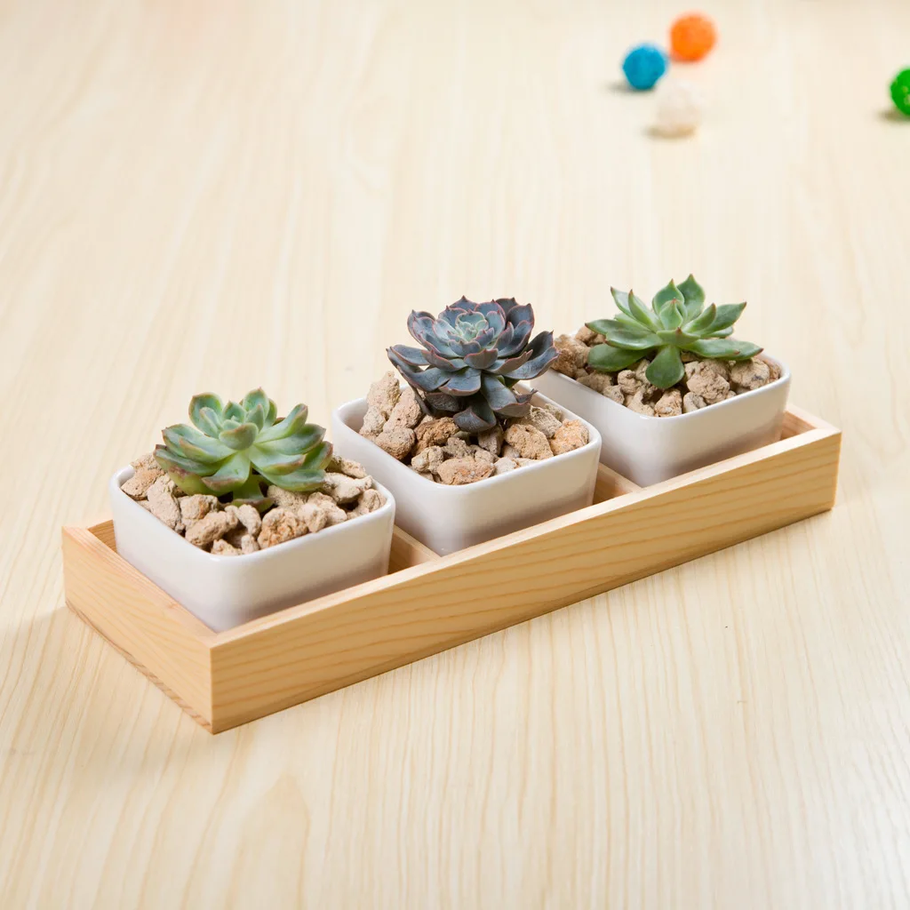 White creative fleshy ceramics with solid wood bottom box three-combination flowerpot set design wooden flower pot
White creative fleshy ceramics with solid wood bottom box three-combination flowerpot set design wooden flower pot