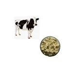 Colostrum Powder Bovine in Bulk Sale