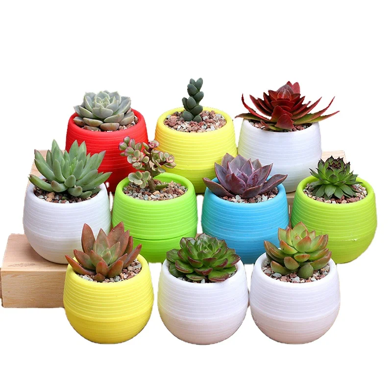 Mini Muti-Colour Round Plastic Plant Flower Pot Garden Home Office Decor Planter Desktop Flower Pots decor flower garden pots, Grey/orange/coffee
Mini Muti-Colour Round Plastic Plant Flower Pot Garden Home Office Decor Planter Desktop Flower Pots decor flower garden pots, Grey/orange/coffee