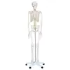 /product-detail/gelsonlab-hsbm-038-life-size-180cm-human-skeleton-model-perfect-for-medical-professionals-students-teachers-educators-classroom-62086377964.html
