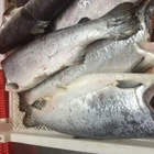 frozen salmon fillet, salmon fish