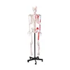 /product-detail/high-quality-human-muscular-skeleton-model-for-teaching-62226789957.html
