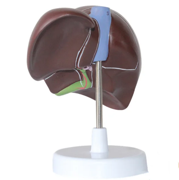 医学教学模式塑料人体肝脏模型