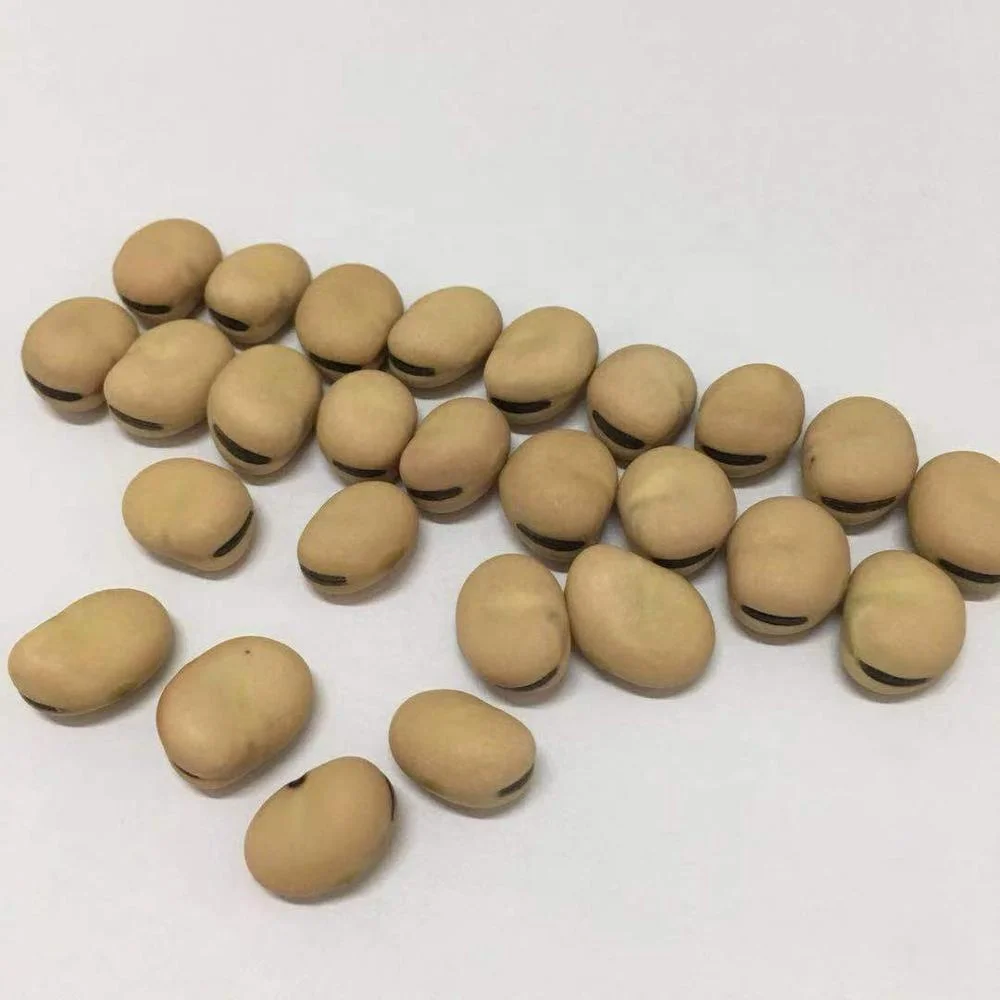 broad_beans _chinese (5).jpg