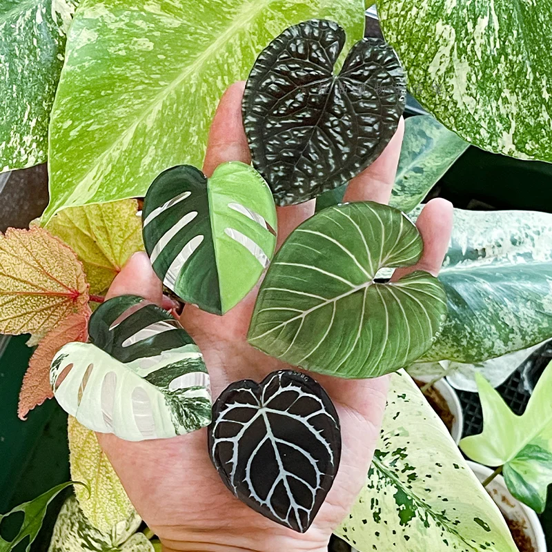 Popular Acrylic Phone Socket Foldable Airbag Mobile Phone Holder Stand Customized Phone Grip With Plant Leaf Design, Black / white / custom
Popular Acrylic Phone Socket Foldable Airbag Mobile Phone Holder Stand Customized Phone Grip With Plant Leaf Design, Black / white / custom