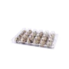 Blister Egg Tray Blisterblister Reusable 24 Holes Clear Blister Quail Egg Tray Plastic