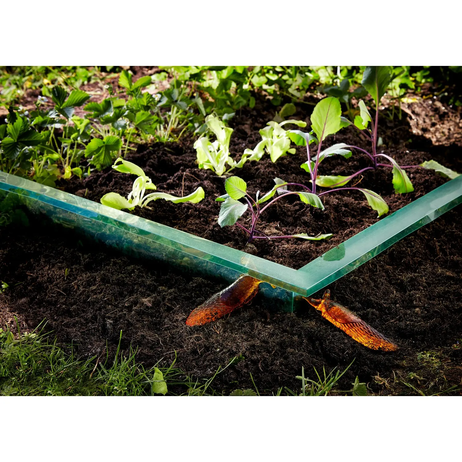 Snail Protection Fence Garden Slug and Snail Barrier snail collar stop trap plastic garden cloches
Snail Protection Fence Garden Slug and Snail Barrier snail collar stop trap plastic garden cloches