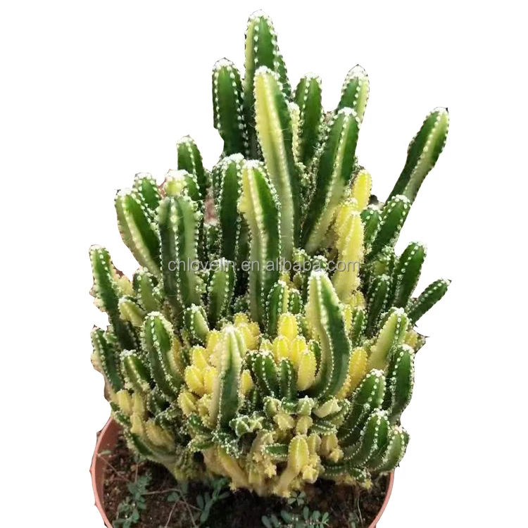 Hot sale succulents cactus Cereus cv. Fairy Castle variegated plants gifts for indoor, Green 
Hot sale succulents cactus Cereus cv. Fairy Castle variegated plants gifts for indoor, Green