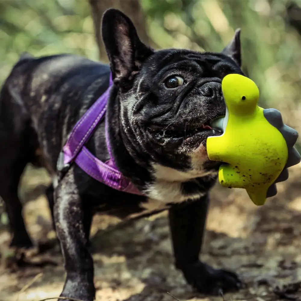 Interactive toy Squeaks pet dog chews trained to play with rubber puppy puzzle toys
Interactive toy Squeaks pet dog chews trained to play with rubber puppy puzzle toys