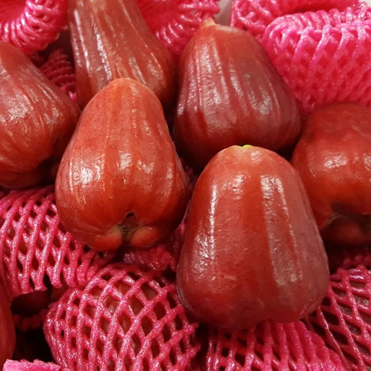 high quality long duration time water apple bell fruit red