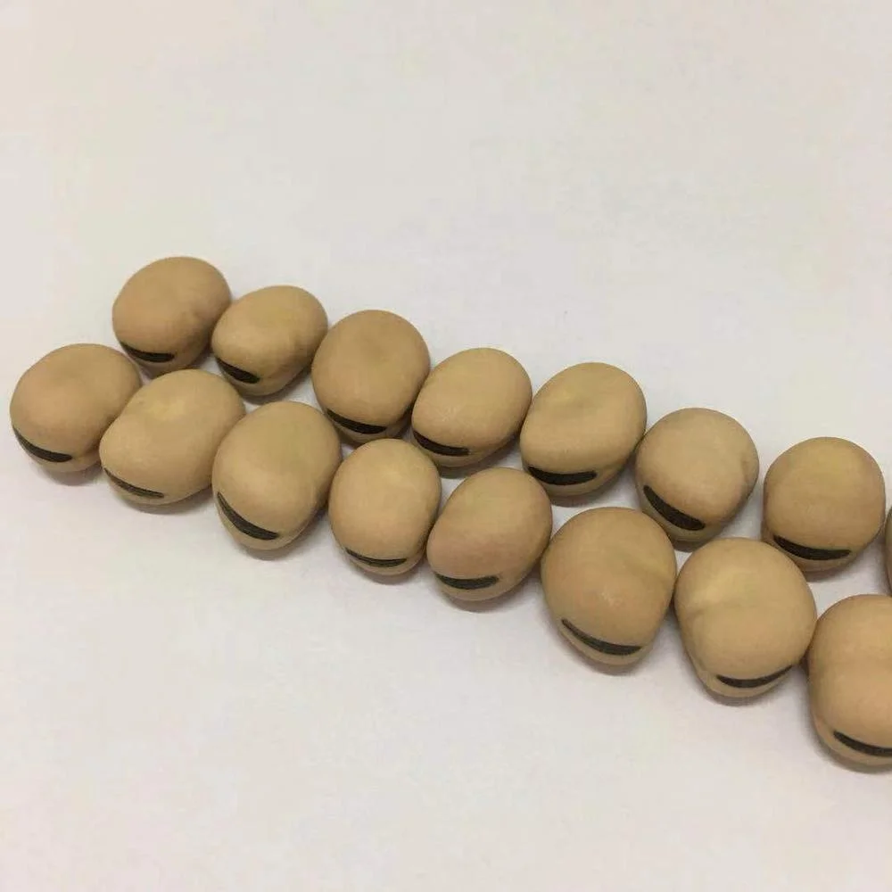 broad_beans _chinese (4).jpg