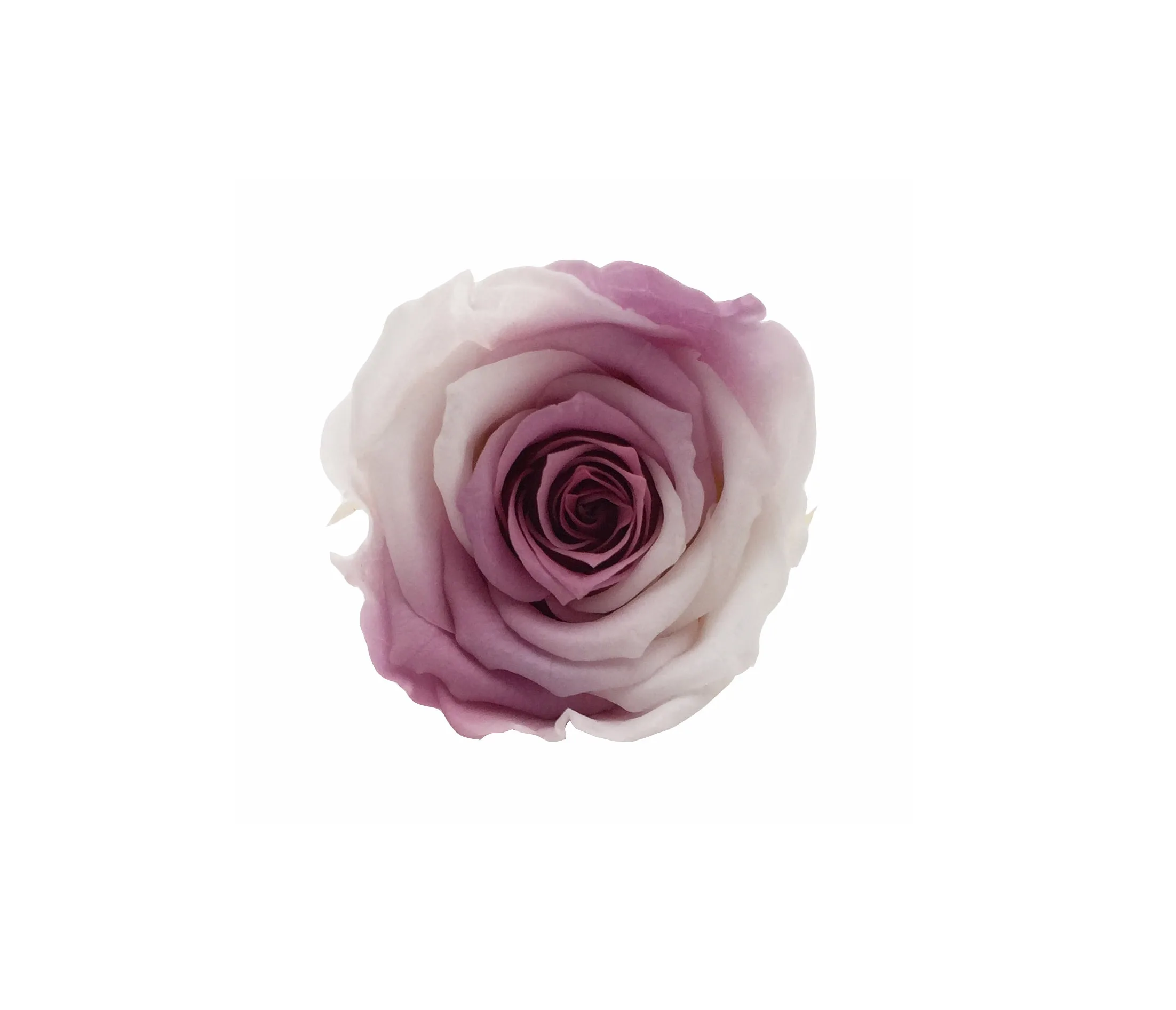 2-3 cm multi-color roses long lasting artificial preserved