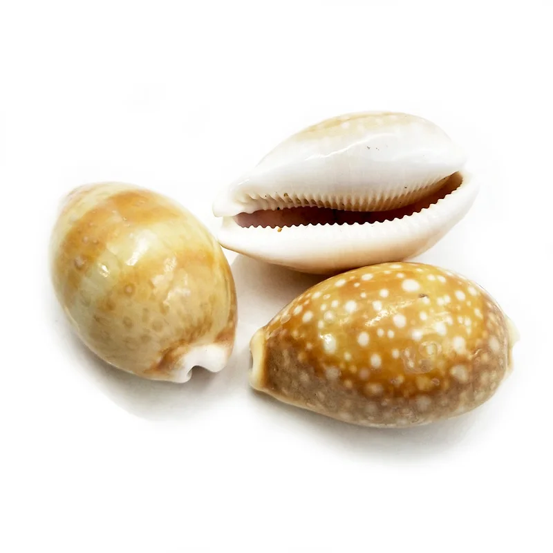 Wholesale Bohemian Natural Cowrie Shell Shape Loose Gemstone Yellow Conch Pendant Charms Seashells Jewellery from China, Multi natural pendant
Wholesale Bohemian Natural Cowrie Shell Shape Loose Gemstone Yellow Conch Pendant Charms Seashells Jewellery from China, Multi natural pendant