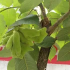 Chinese Natural Gallnuts Extract Price Acid Tannin Powder