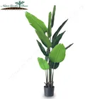 Decorative Outdoor Strelitzia Banana Tree Plant For Home Decoration
