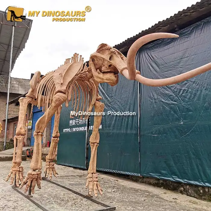 MY Dino DSS011 Animal Molds Complete Life Size Animal Skeleton for Sale, Original color / customized
MY Dino DSS011 Animal Molds Complete Life Size Animal Skeleton for Sale, Original color / customized