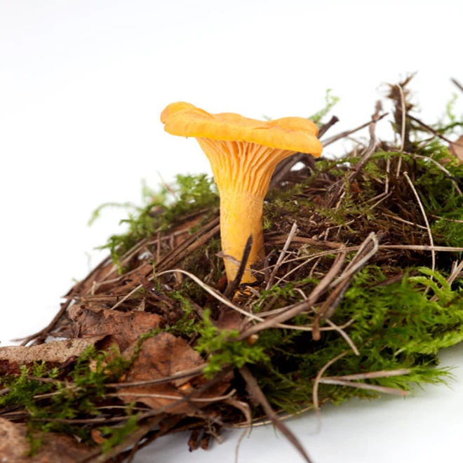 fresh chanterelle wild mushroom  style fresh colour  golden