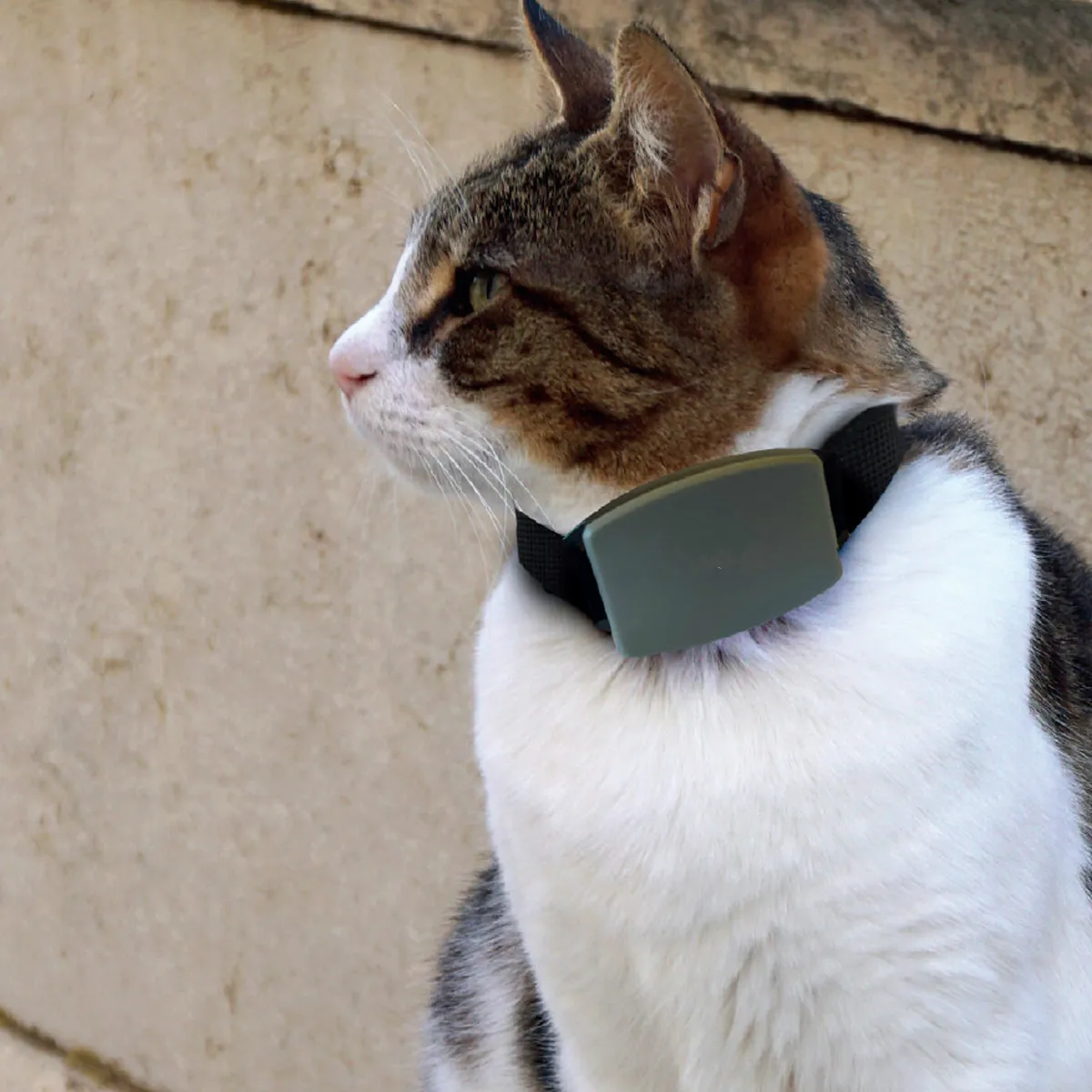 wholesale Factory price smart gps dog collar tracker pets accessories for pets gps device US EU OEM support - ANKUX.COM