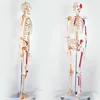 /product-detail/the-colored-model-of-human-skeleton-attach-with-joint-ligament-and-enthesis-of-muscles-62252033534.html