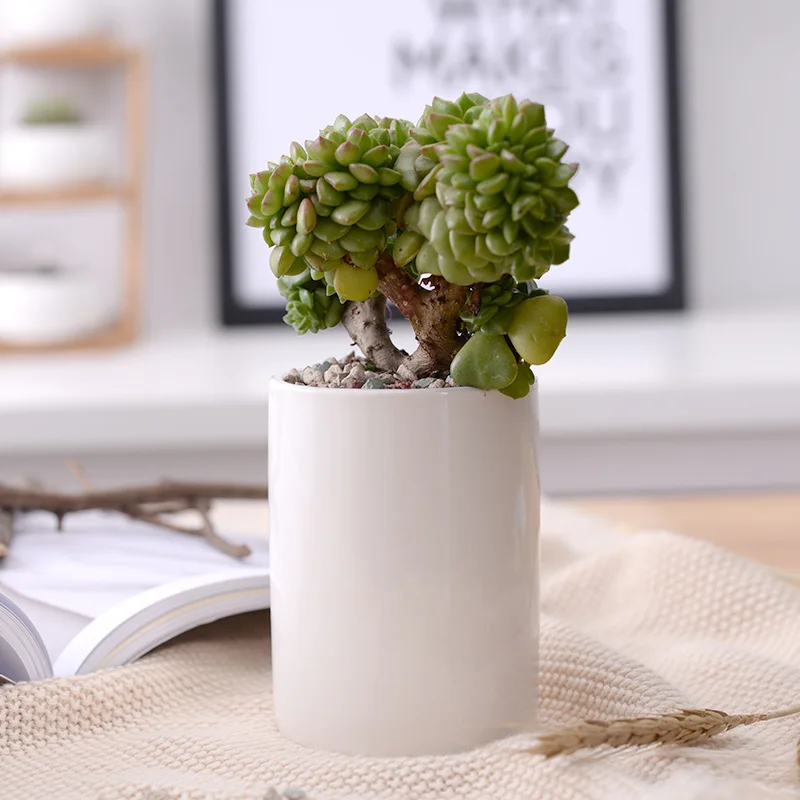 porcelain ministure flower in pot planters home decor plants containers indoor buy cheap flower pots cheap planters wholesale, White
porcelain ministure flower in pot planters home decor plants containers indoor buy cheap flower pots cheap planters wholesale, White