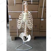 /product-detail/medical-teaching-plastic-human-skeleton-spine-sternum-ribs-pelvis-neck-bone-model-62317548475.html
