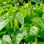 Leaf Powder Price Leafpowder Dropshipping Pure 100% Natural Mulberry Leaf Extract Powder DNJ 1% -20% Bulk Price