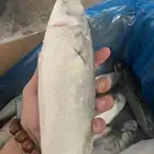 全体ラウンド冷凍サバ魚 400g 600 グラム/ピース市場格安価格海バルク包装