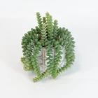 Cactus European And American Style High-quality Artificial Plastic Cactus Lover's Tears Succulent Bonsai