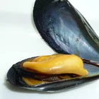 Mussel Factory Direct Sale Seafood Frozen Mussels