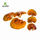 Coffee Factory Supply Nutrition 100% Gold Standard Mushroom Keto Coffee