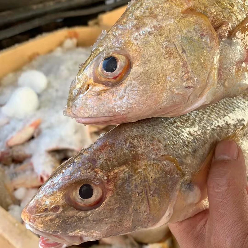 Fresh yellow croaker 1.jpg